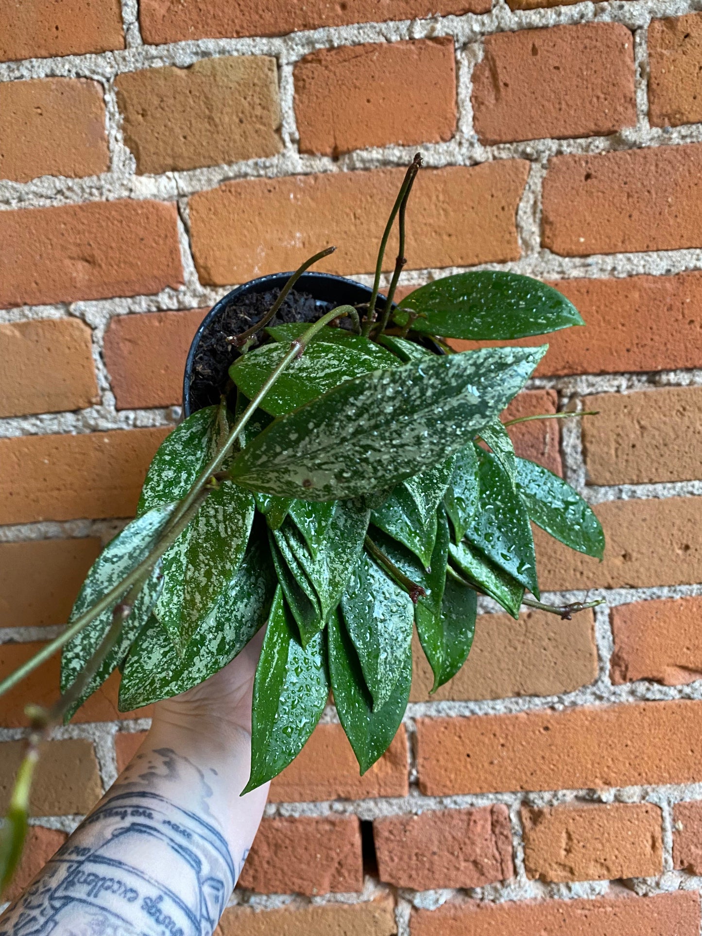 Plant Goals Plant Shop 6" Hoya Pubicalyx