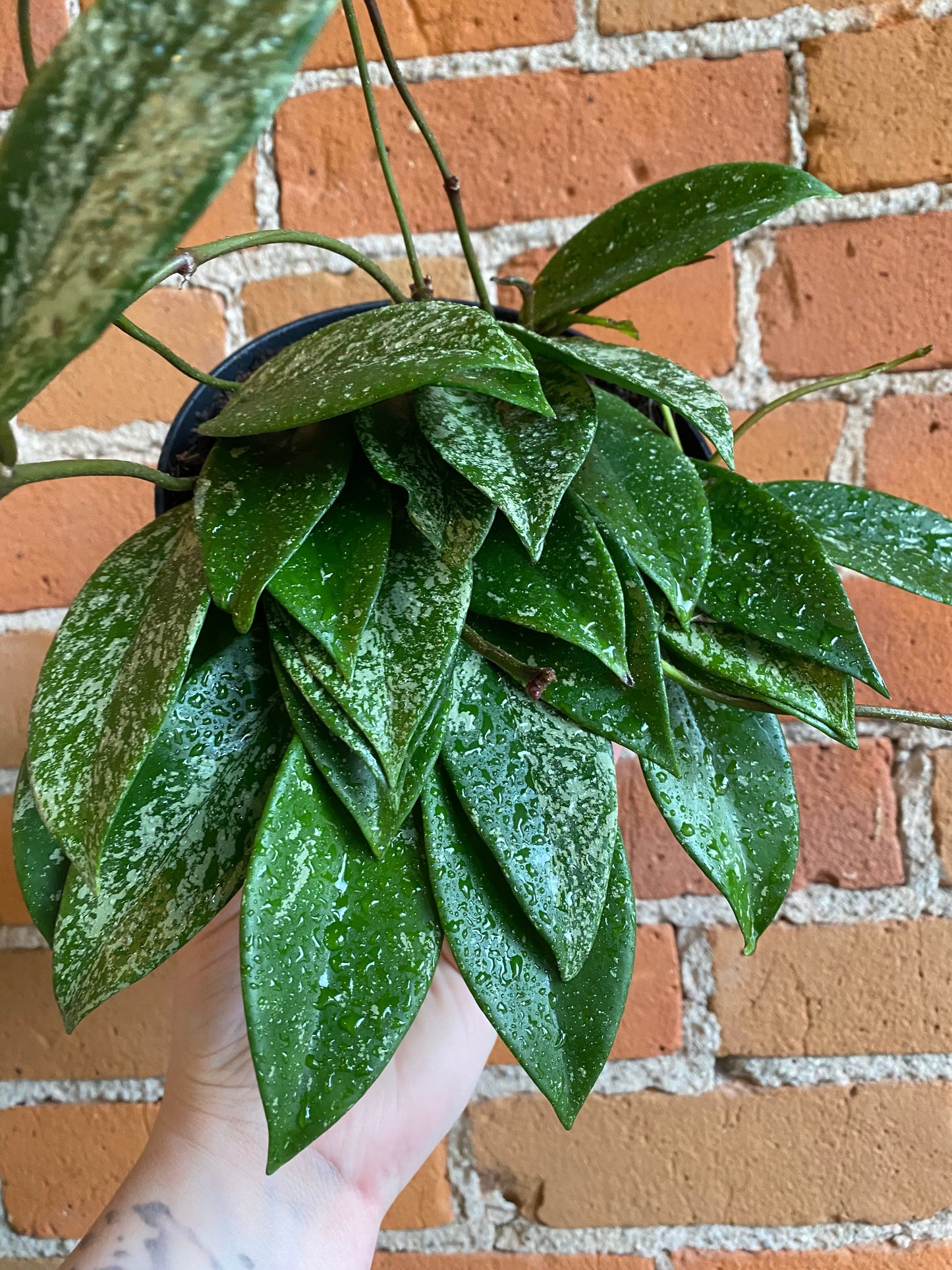 Plant Goals Plant Shop 6" Hoya Pubicalyx