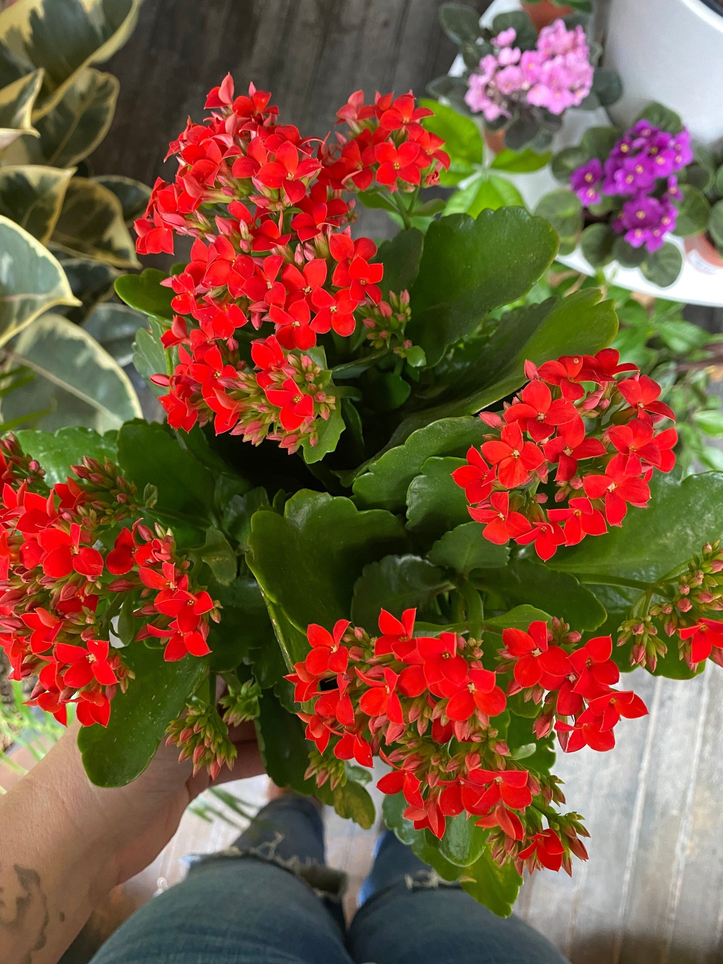Plant Goals Plant Shop 6" Kalanchoe