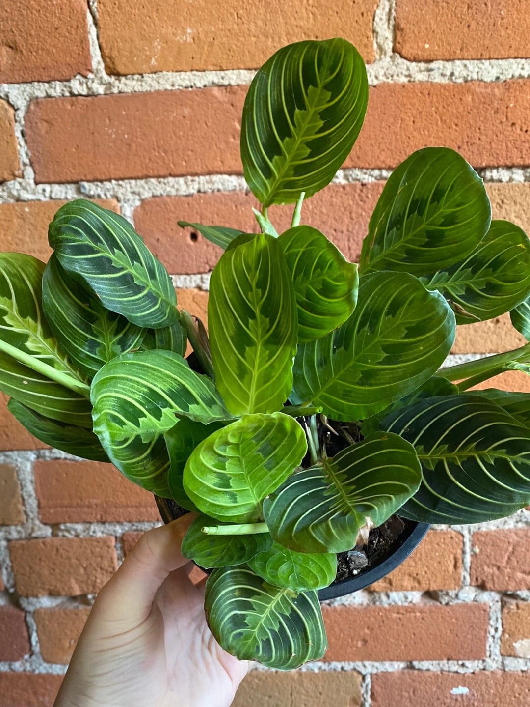 Plant Goals Plant Shop 6" Maranta Lemon Lime