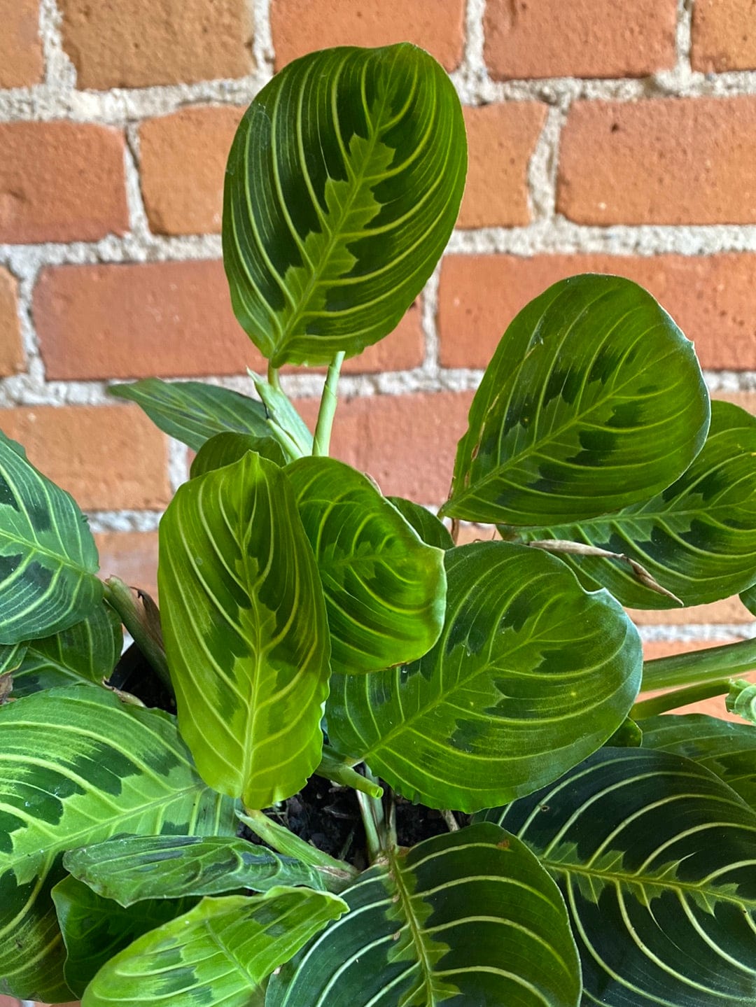 Plant Goals Plant Shop 6" Maranta Lemon Lime