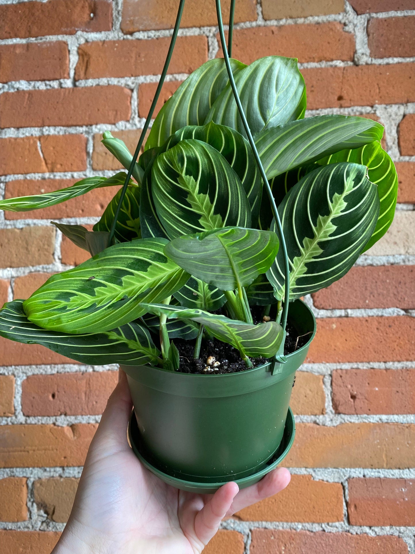 Plant Goals Plant Shop 6" Maranta Lemon Lime Hanging Basket
