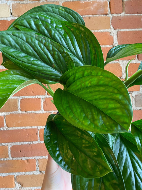 Plant Goals Plant Shop 6" Monstera Siam