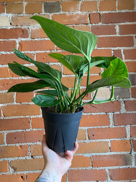 Plant Goals Plant Shop 6" Monstera Siam