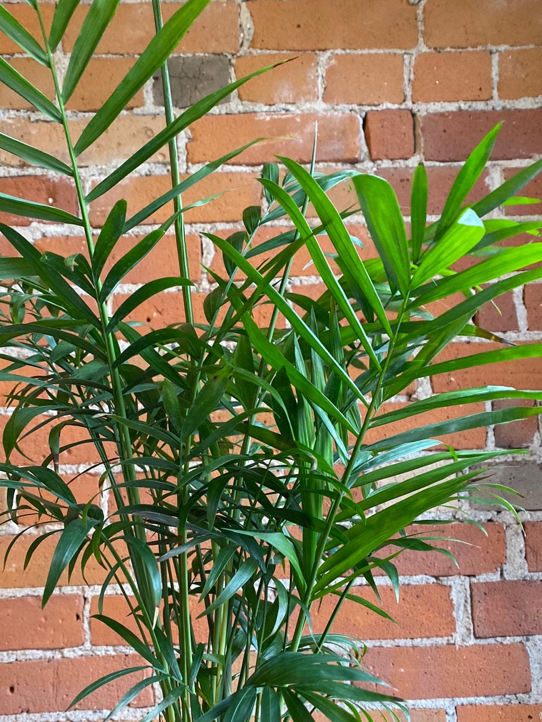 Plant Goals Plant Shop 6" Neanthe Bella Palm