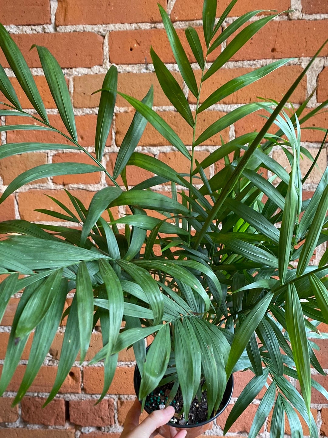 Plant Goals Plant Shop 6" Neanthe Bella Palm
