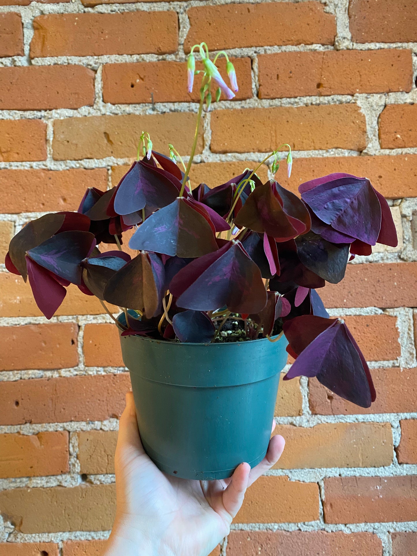 Plant Goals Plant Shop 6" Oxalis Triangularis