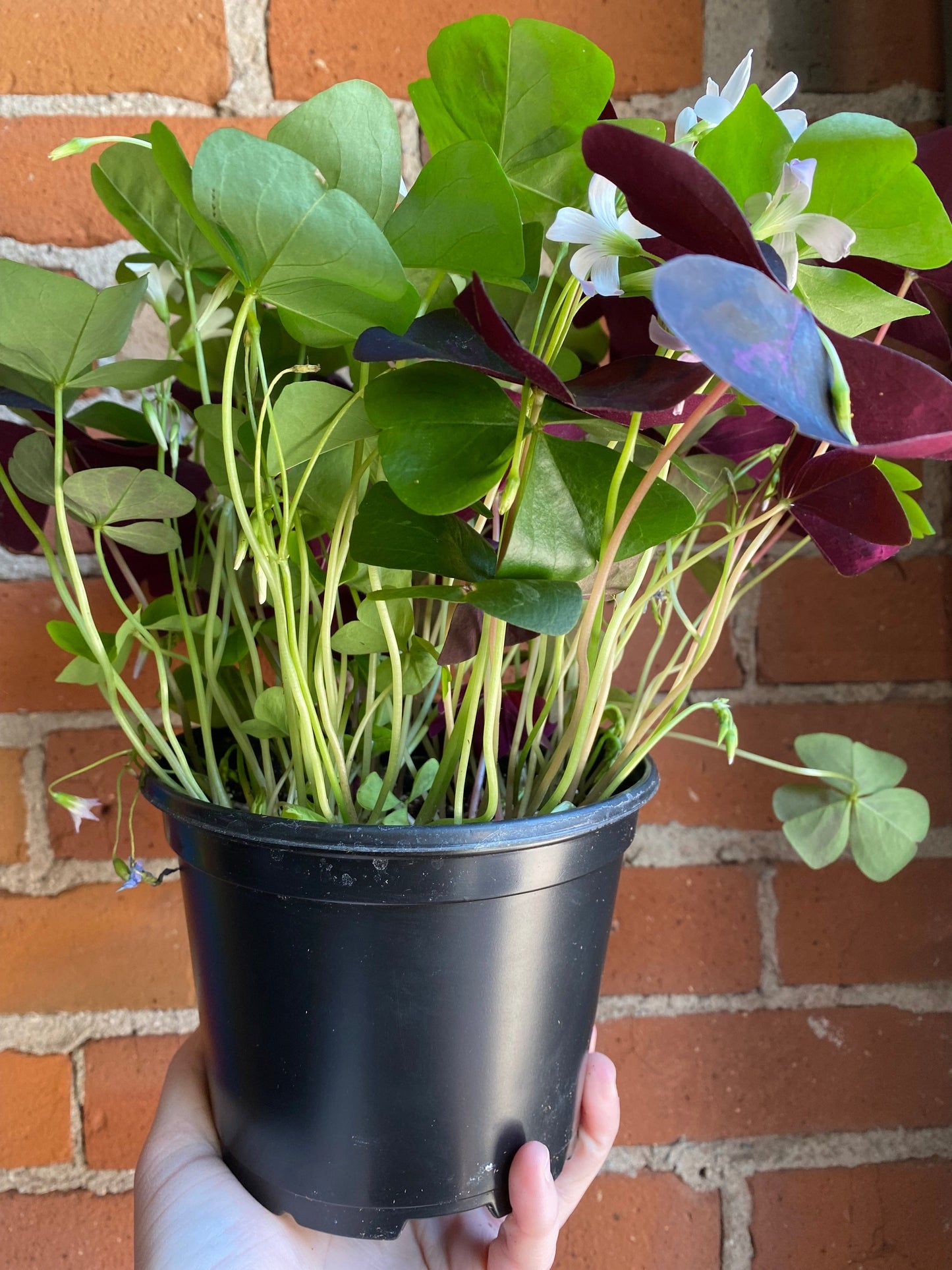 Plant Goals Plant Shop 6" Oxalis Tricolour