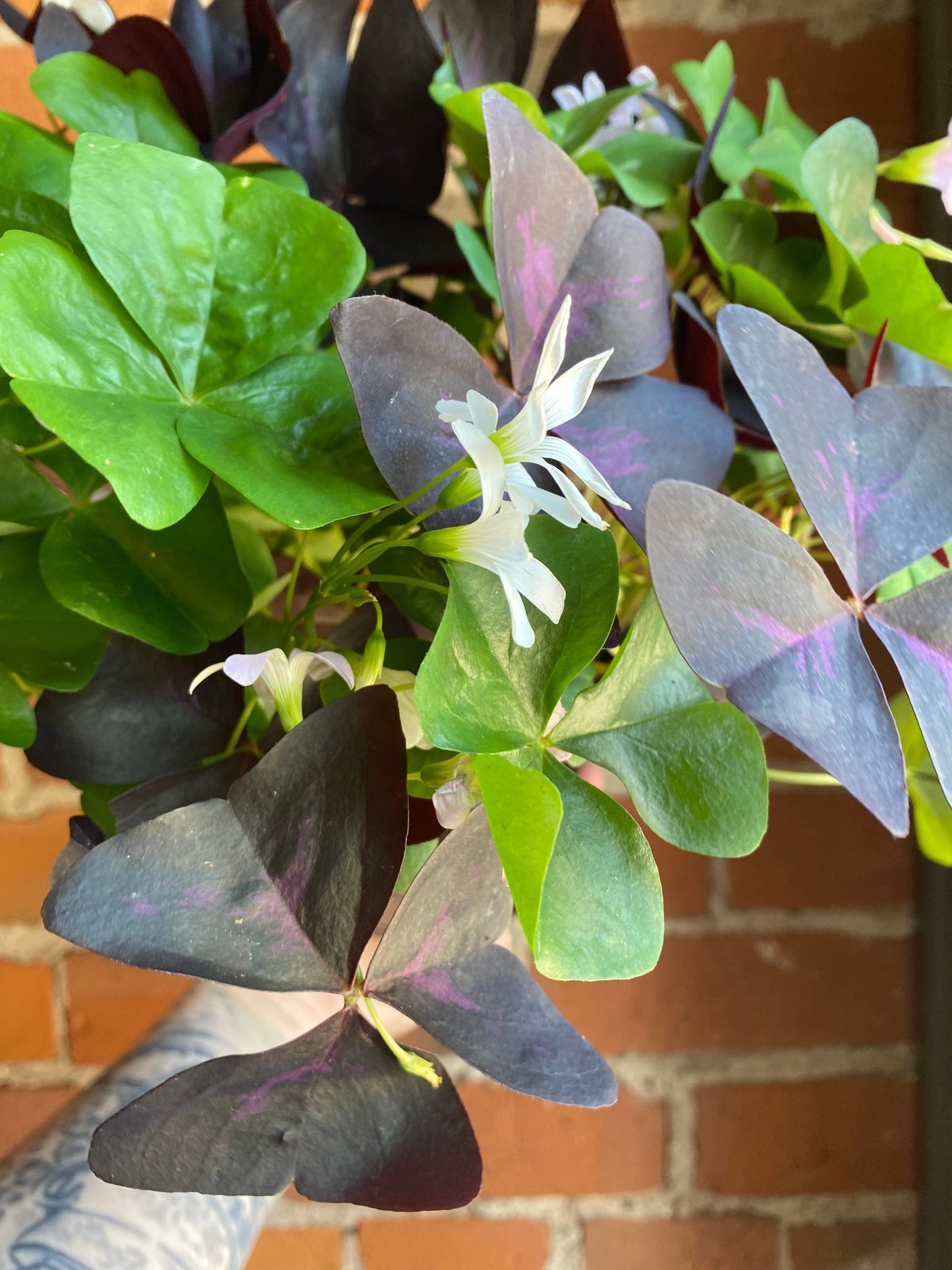 Plant Goals Plant Shop 6" Oxalis Tricolour