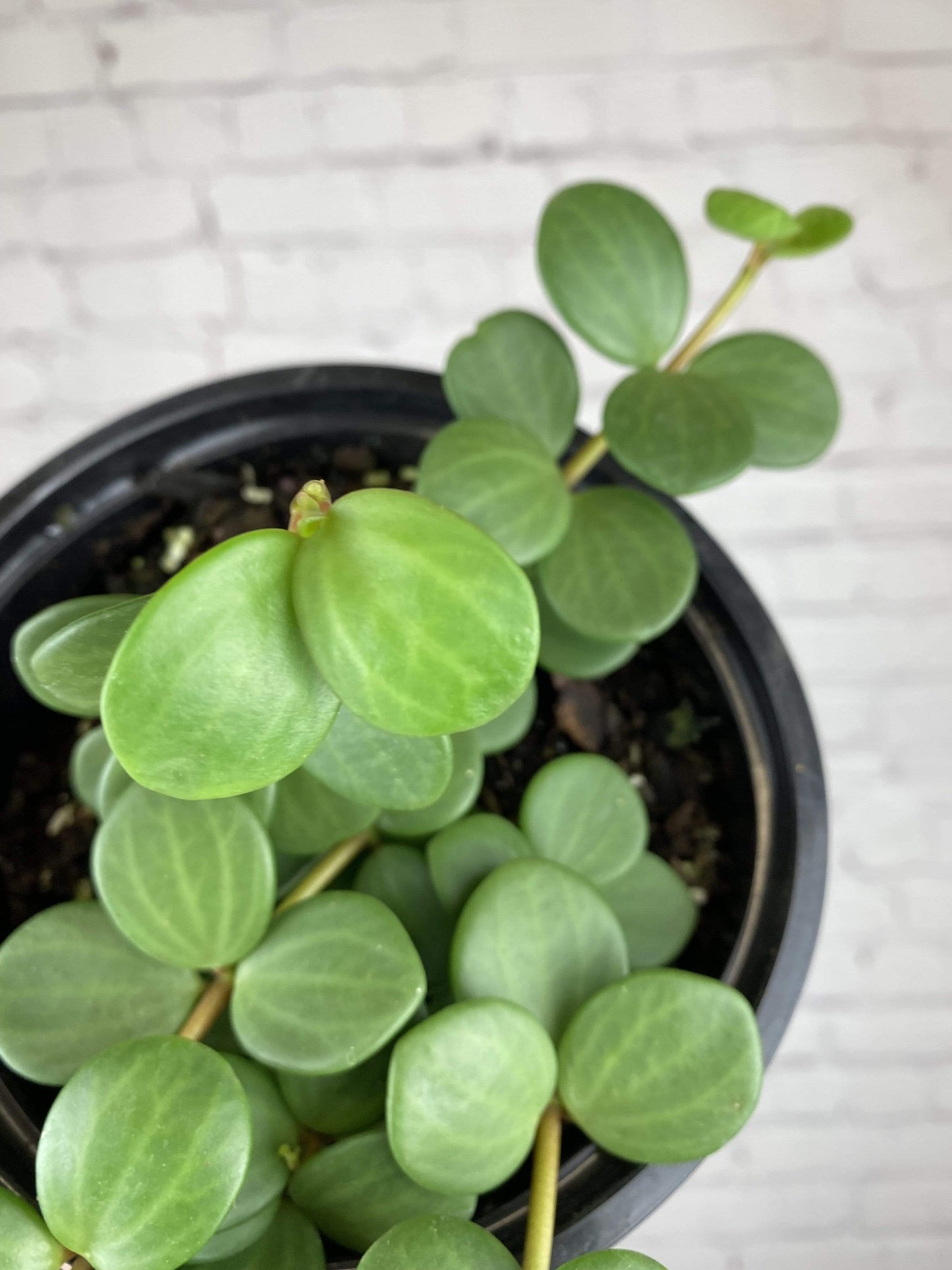 Plant Goals Plant Shop 6" Peperomia Hope