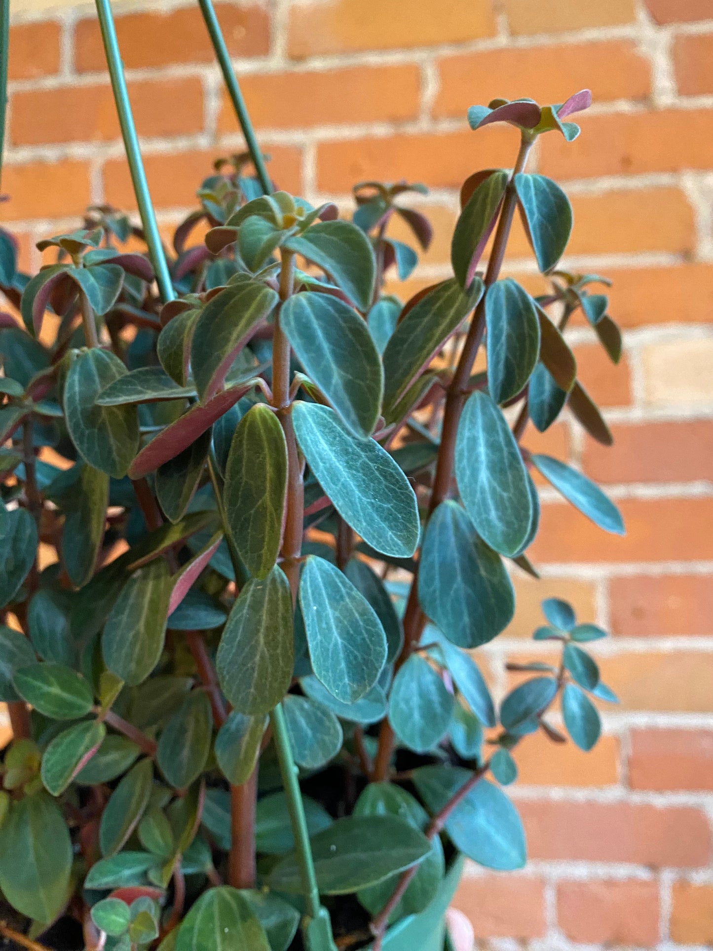 Plant Goals Plant Shop 6" Peperomia Red Log Hanging Basket | Verticillata