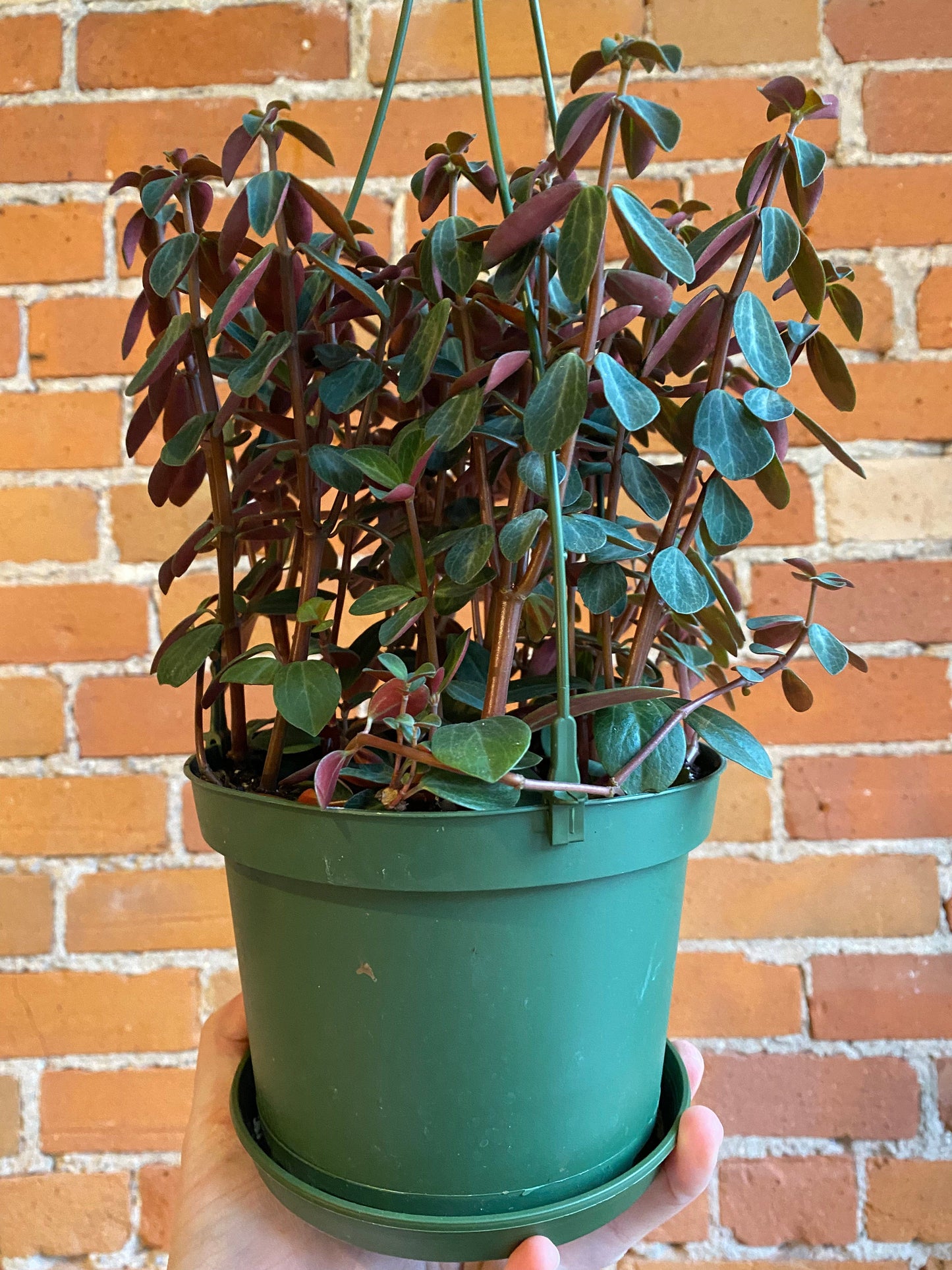 Plant Goals Plant Shop 6" Peperomia Red Log Hanging Basket | Verticillata
