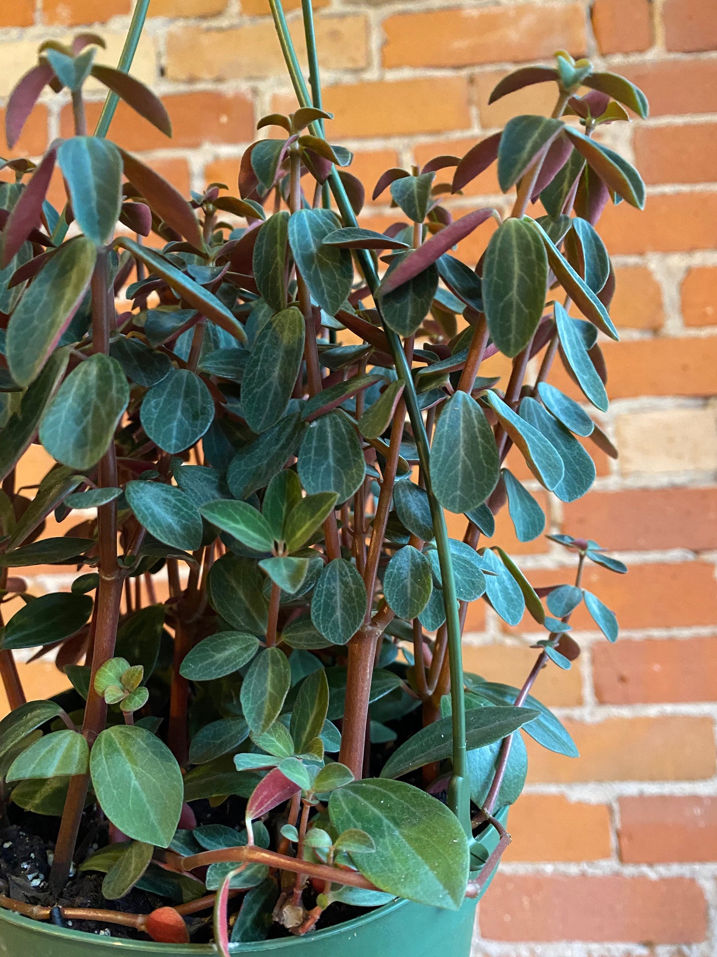 Plant Goals Plant Shop 6" Peperomia Red Log Hanging Basket | Verticillata