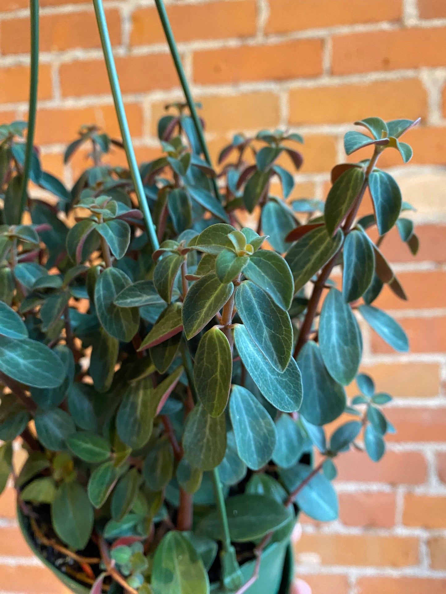 Plant Goals Plant Shop 6" Peperomia Red Log Hanging Basket | Verticillata