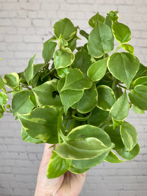 Plant Goals Plant Shop 6" Peperomia Scandens Variegata | Cupid