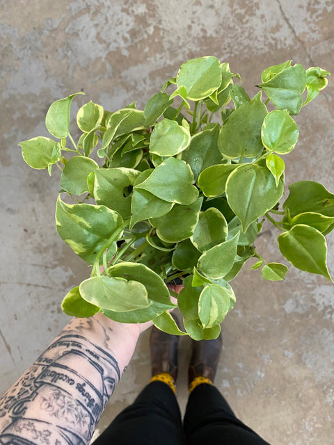 Plant Goals Plant Shop 6" Peperomia Scandens Variegata | Cupid