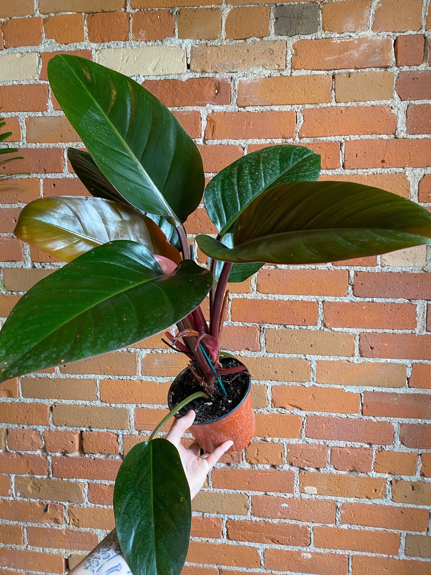 Plant Goals Plant Shop 6" Philodendron Congo Rojo