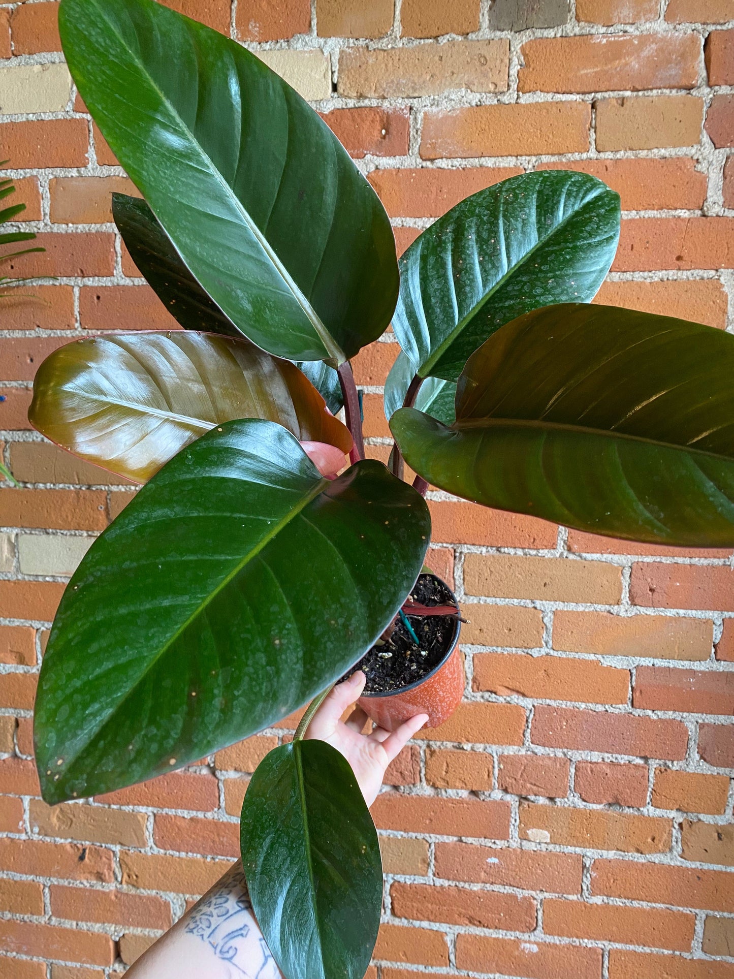 Plant Goals Plant Shop 6" Philodendron Congo Rojo