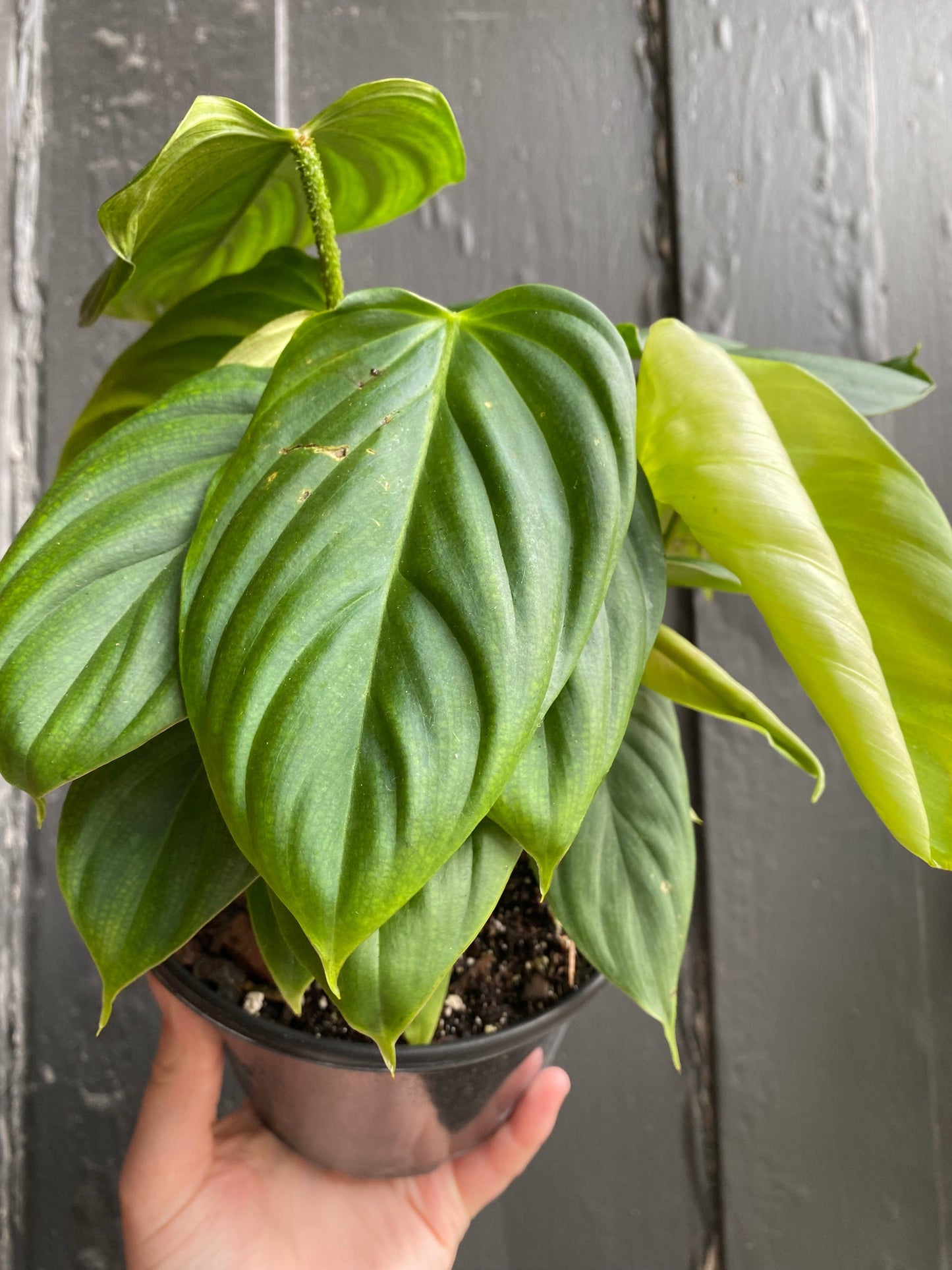 Plant Goals Plant Shop 6" Philodendron Fuzzy Petiole