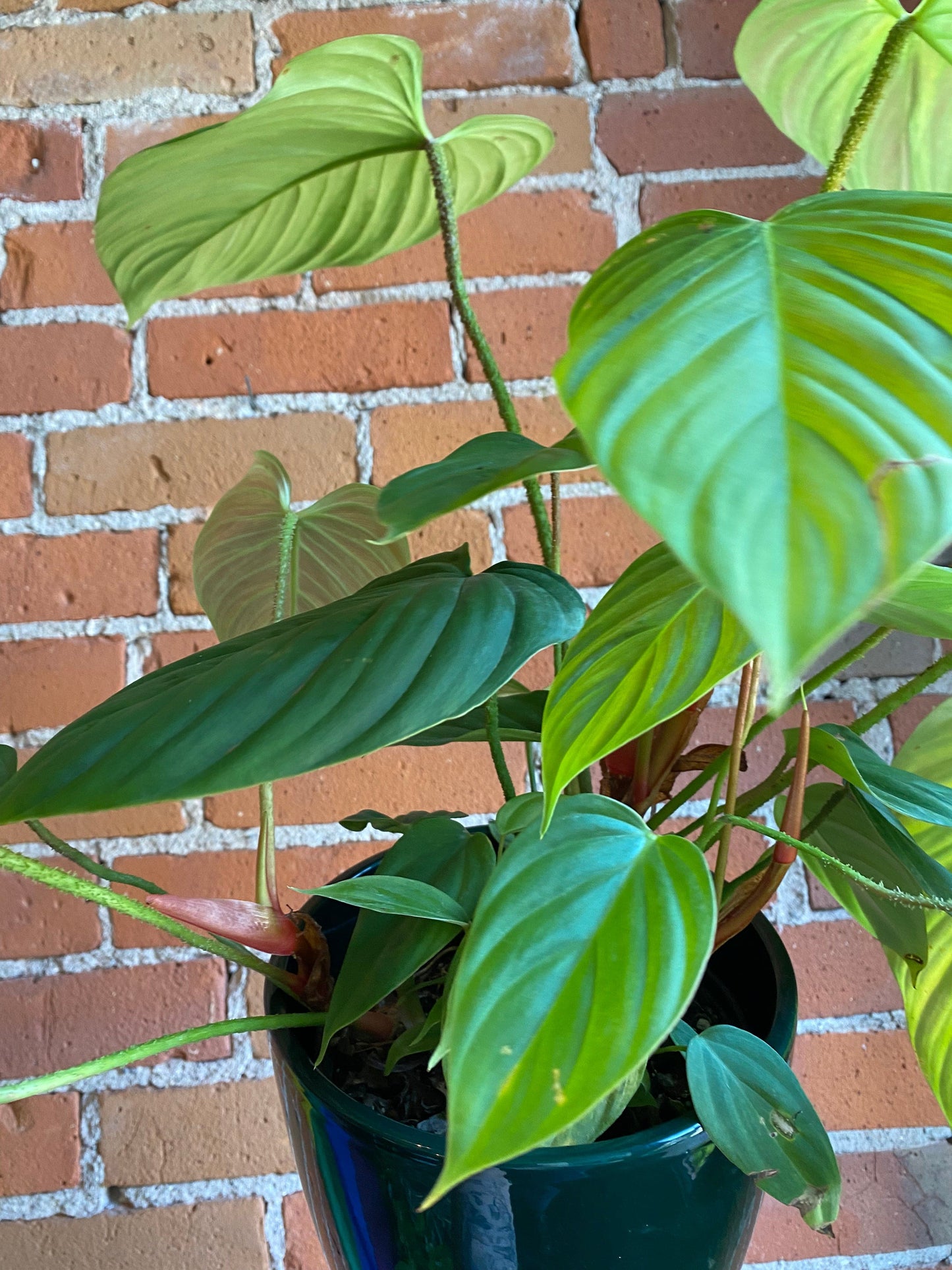 Plant Goals Plant Shop 6" Philodendron Fuzzy Petiole