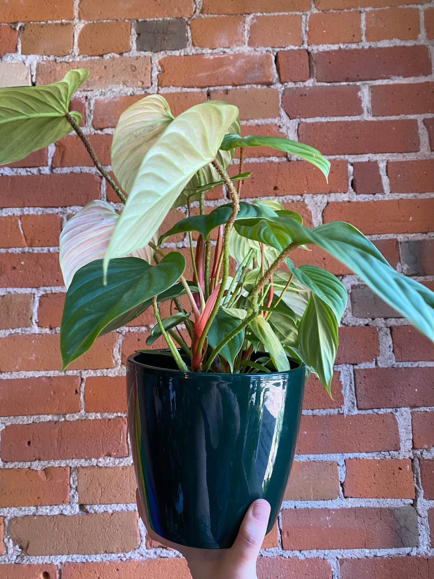 Plant Goals Plant Shop 6" Philodendron Fuzzy Petiole