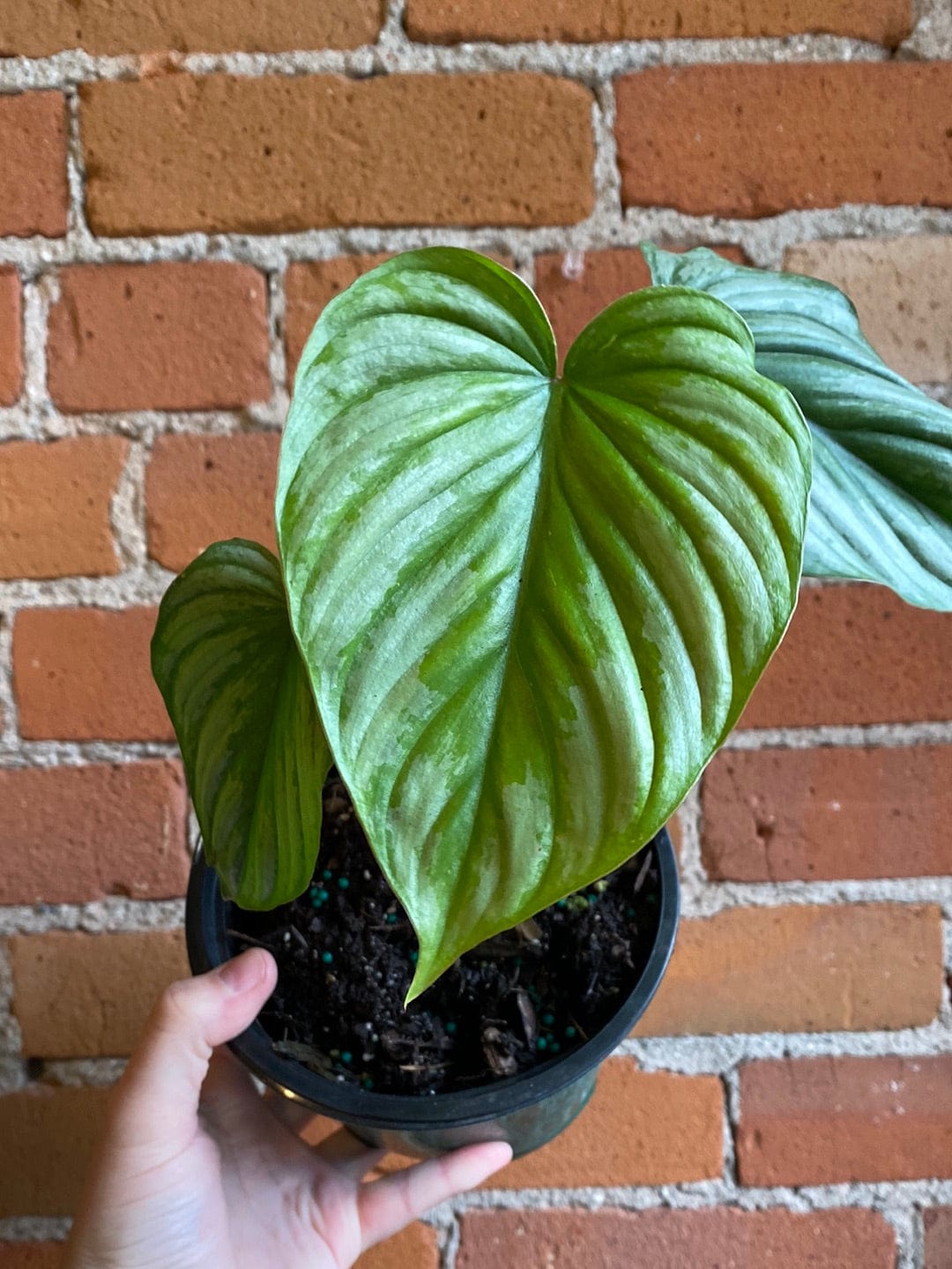 Plant Goals Plant Shop 6" Philodendron Mamei Silver