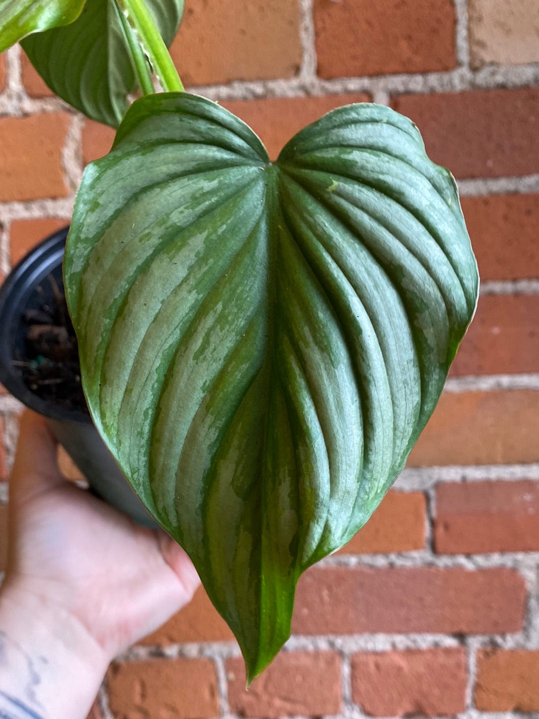 Plant Goals Plant Shop 6" Philodendron Mamei Silver