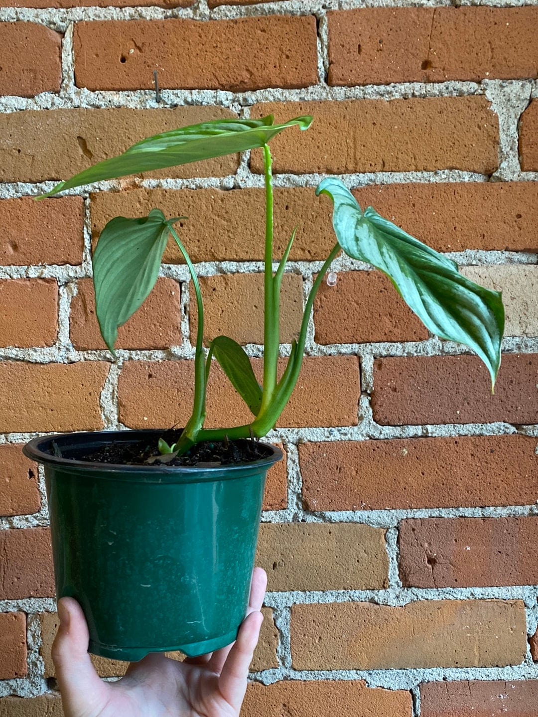 Plant Goals Plant Shop 6" Philodendron Mamei Silver