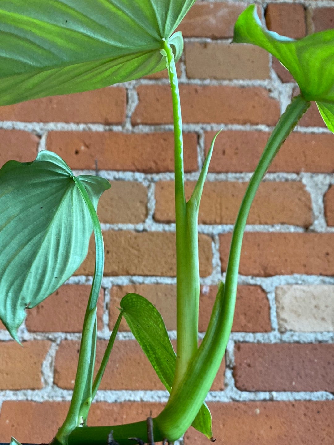Plant Goals Plant Shop 6" Philodendron Mamei Silver