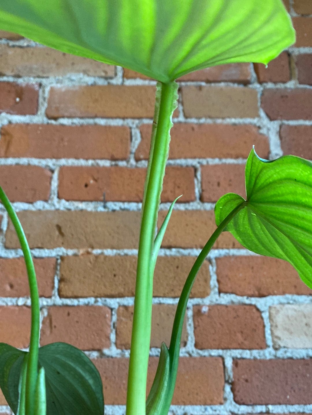 Plant Goals Plant Shop 6" Philodendron Mamei Silver