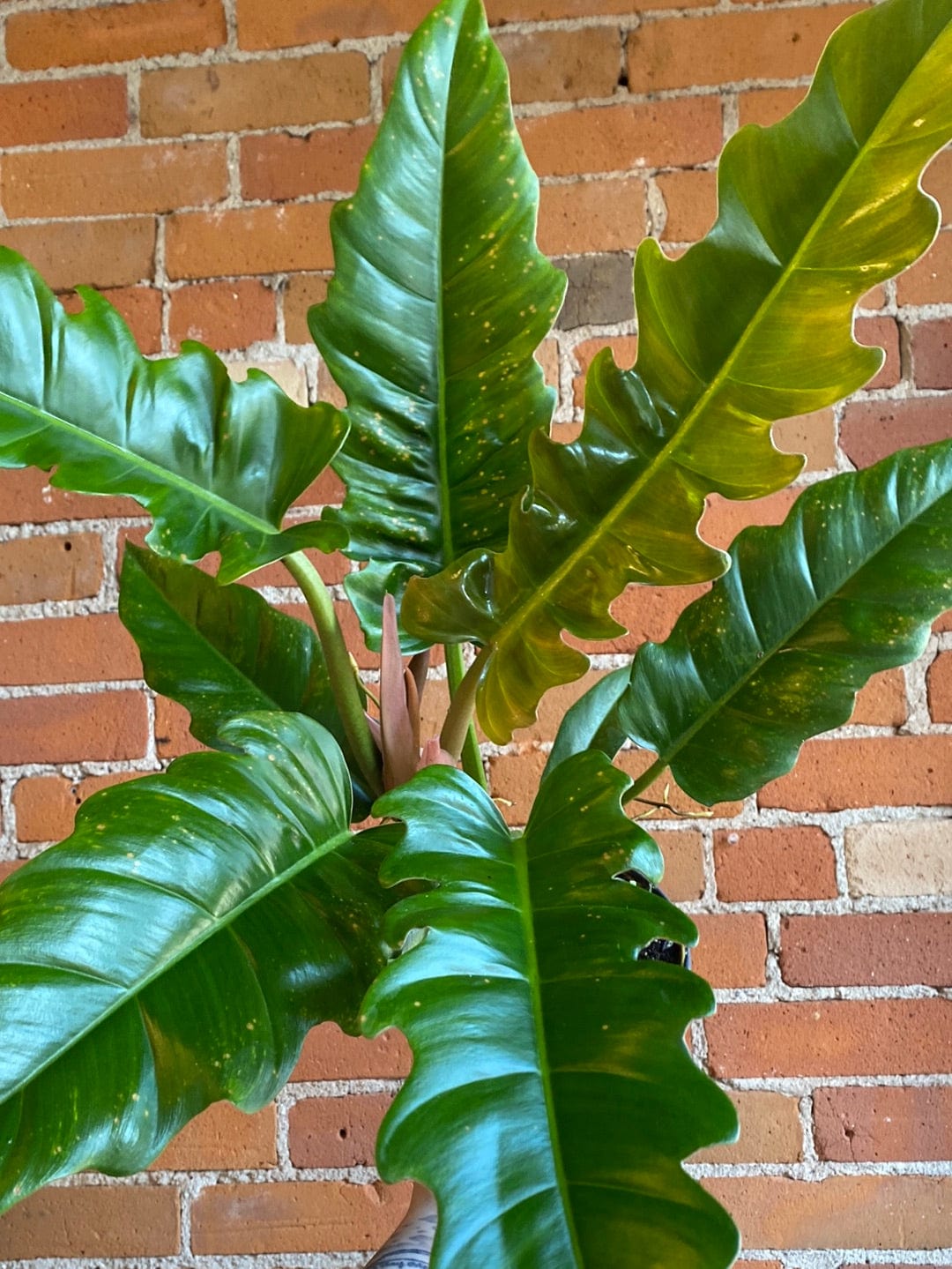 Plant Goals Plant Shop 6" Philodendron Narrow Escape