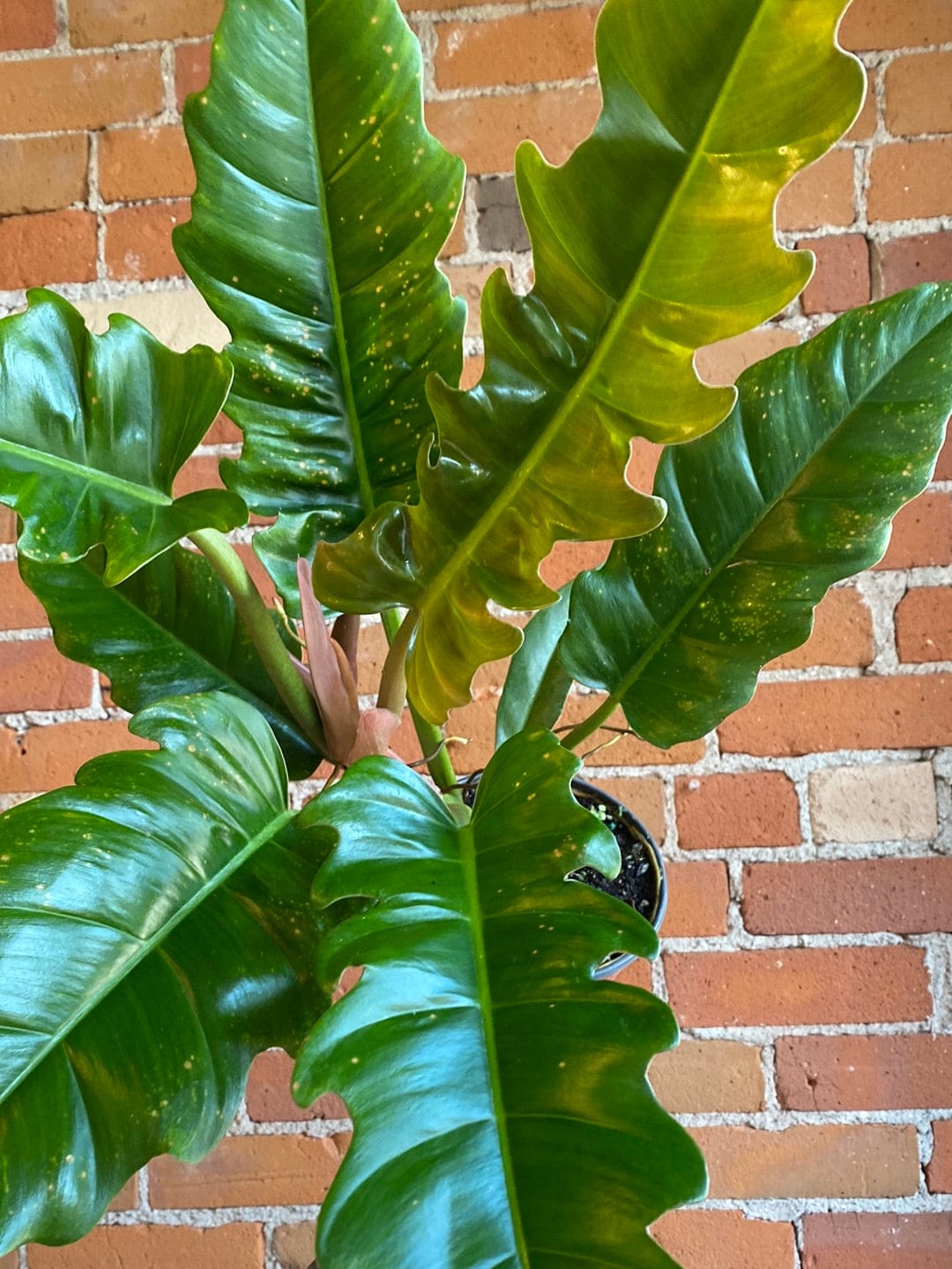 Plant Goals Plant Shop 6" Philodendron Narrow Escape