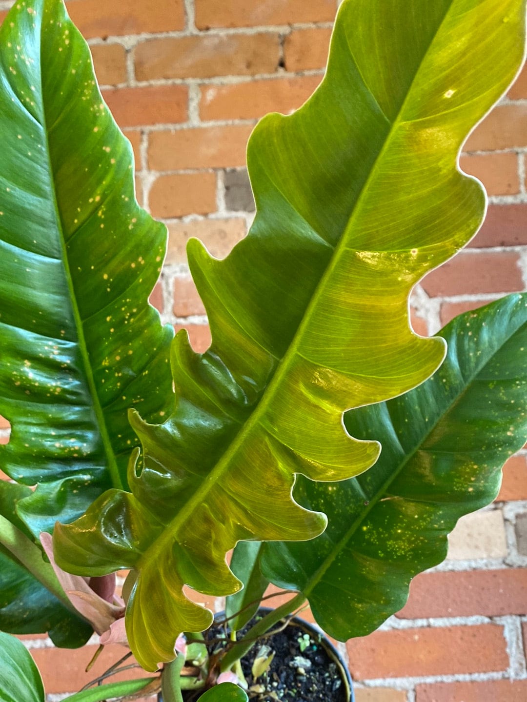 Plant Goals Plant Shop 6" Philodendron Narrow Escape