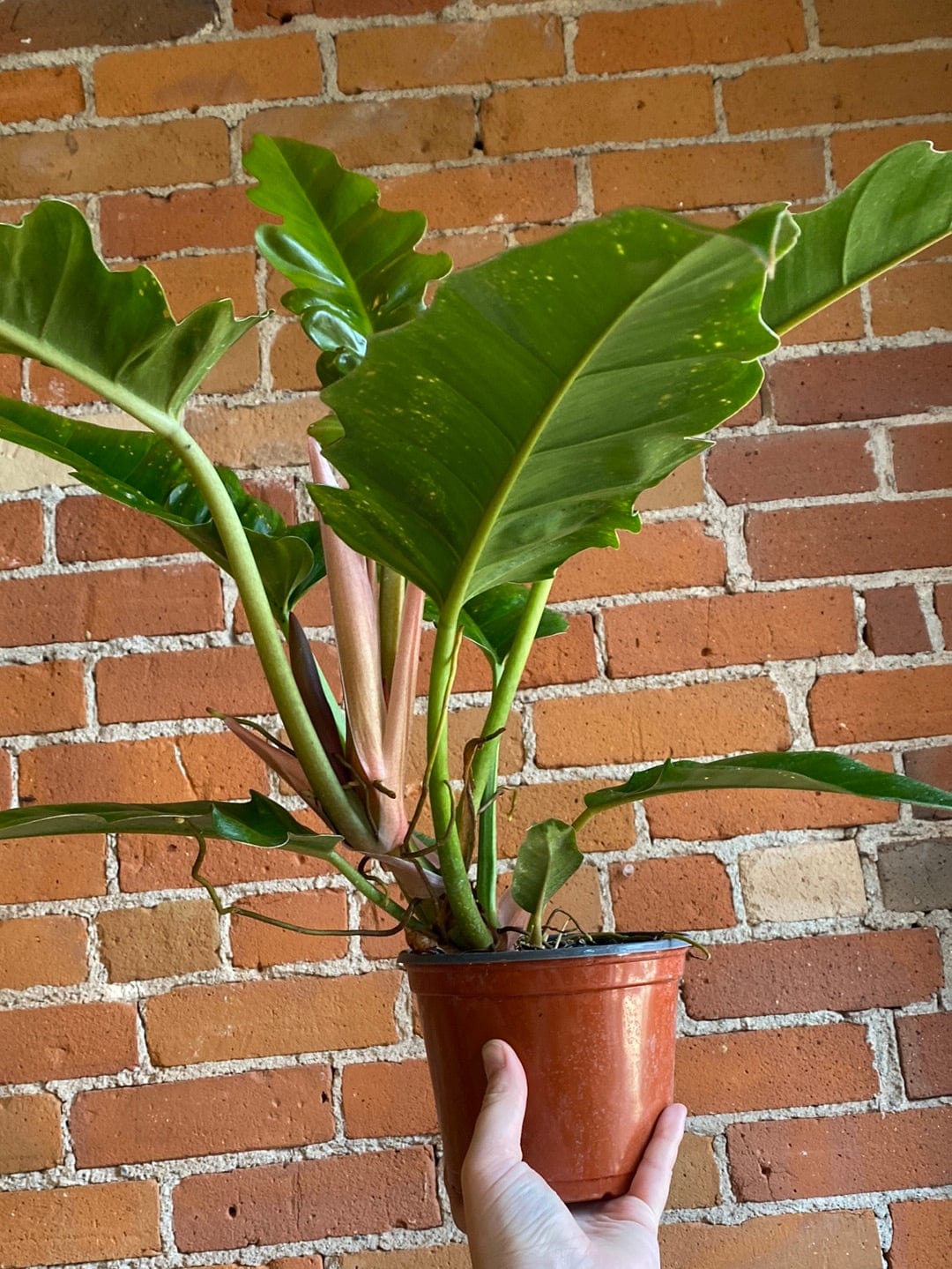 Plant Goals Plant Shop 6" Philodendron Narrow Escape