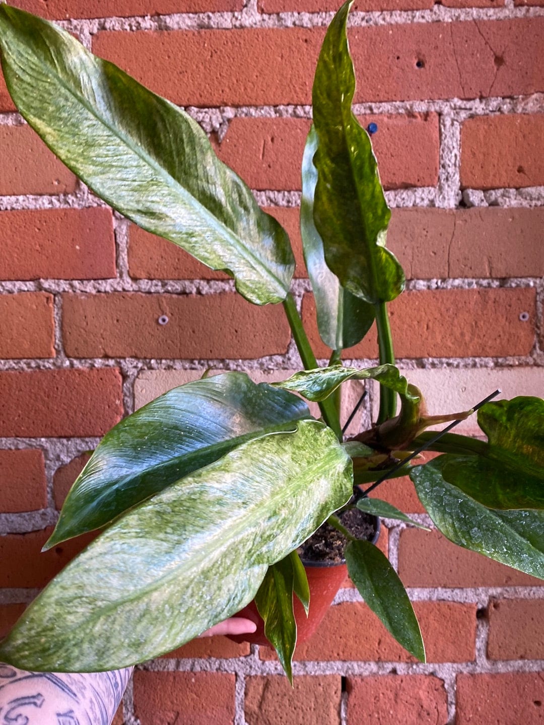 Plant Goals Plant Shop 6" Philodendron Wendlandii Variegated