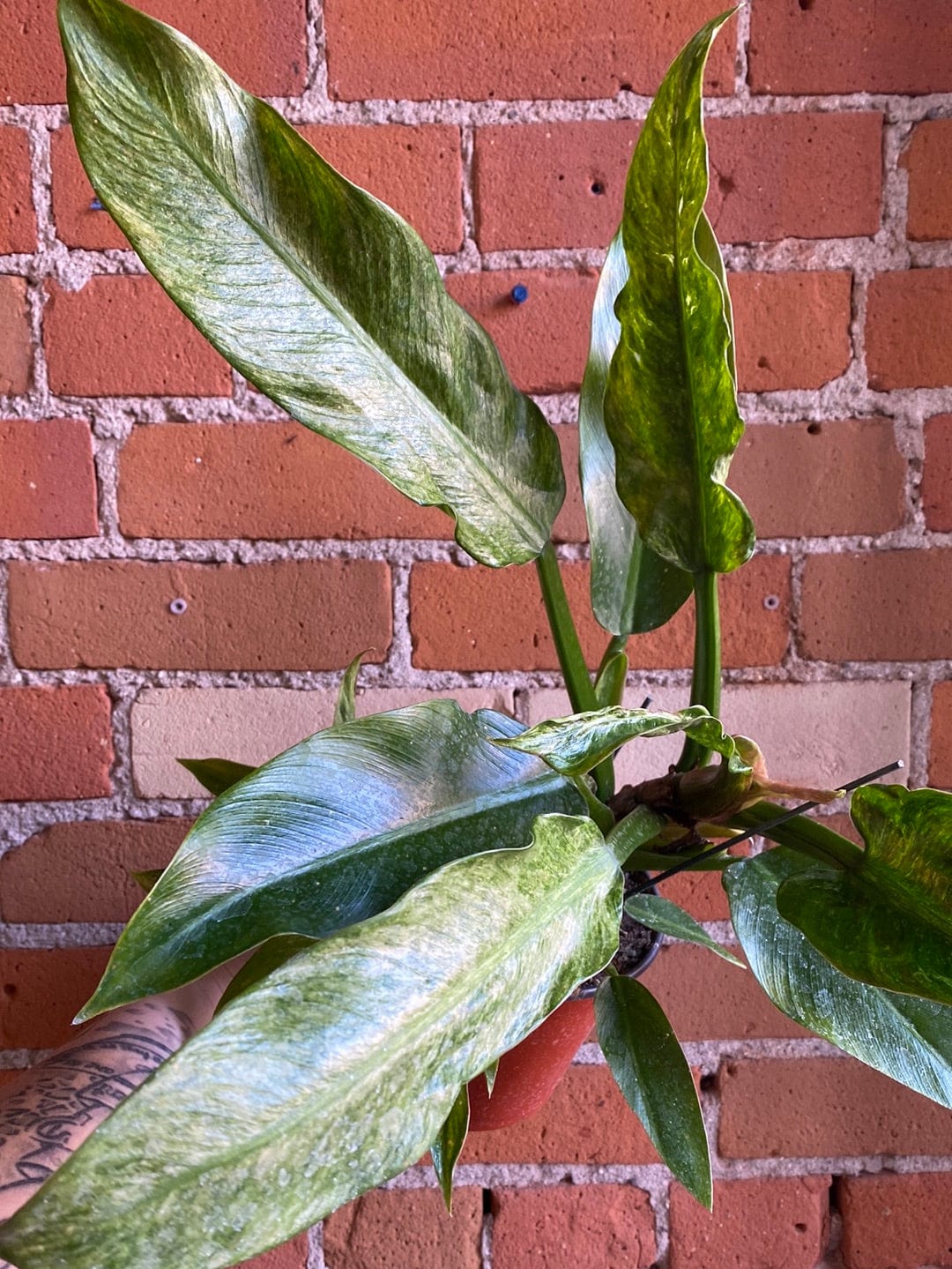Plant Goals Plant Shop 6" Philodendron Wendlandii Variegated