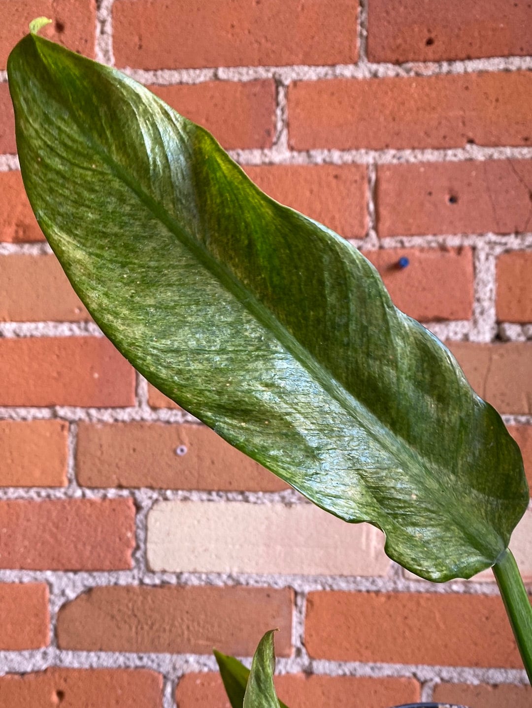 Plant Goals Plant Shop 6" Philodendron Wendlandii Variegated