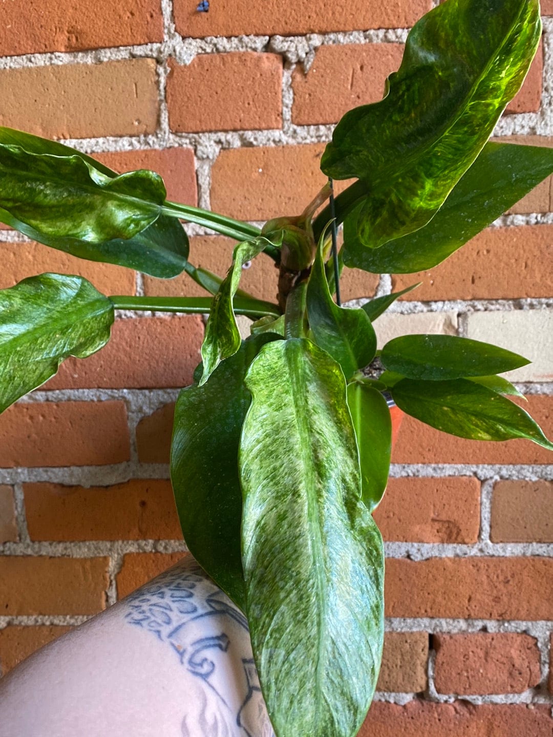 Plant Goals Plant Shop 6" Philodendron Wendlandii Variegated