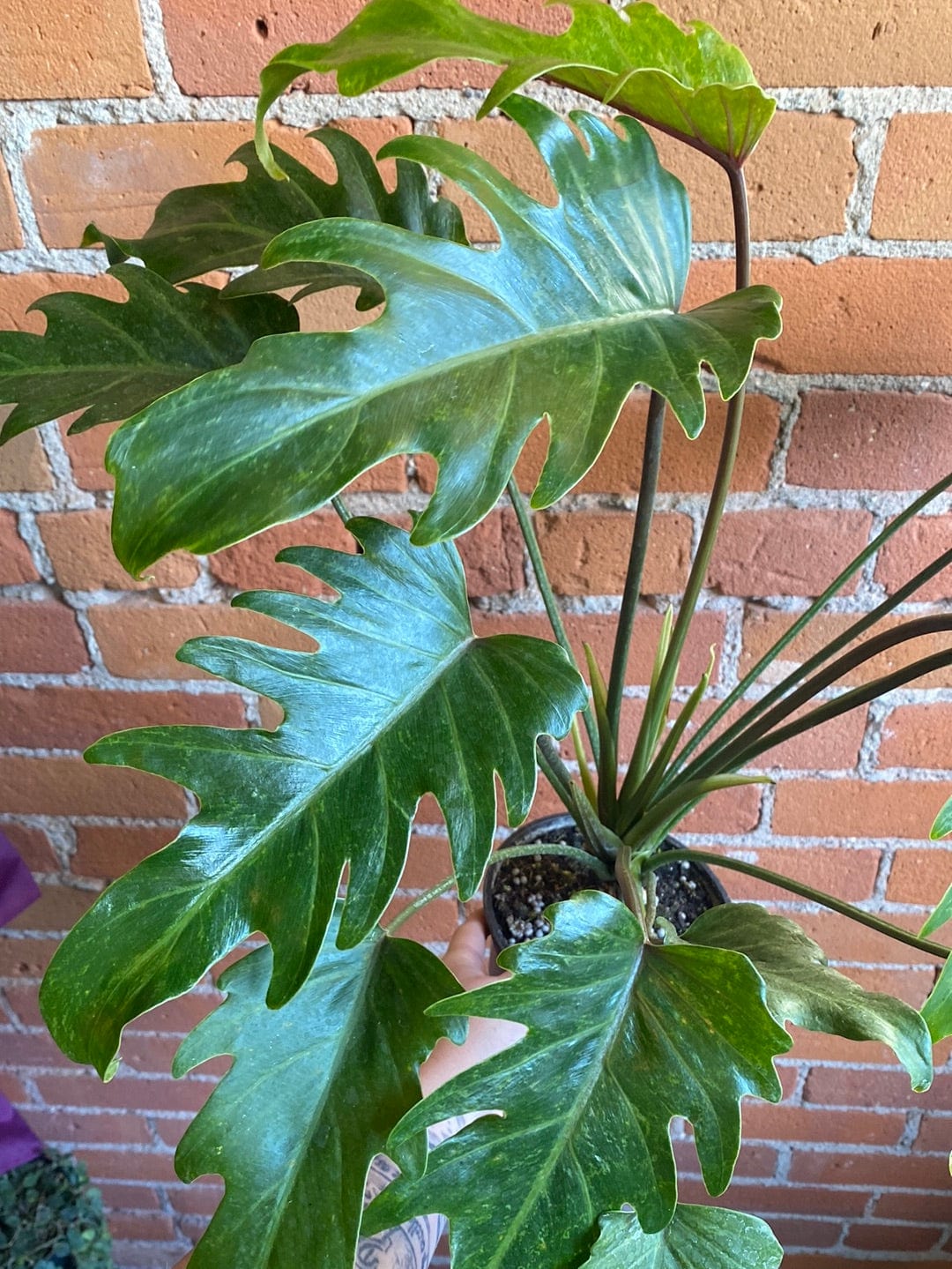 Plant Goals Plant Shop 6" Philodendron Xanadu