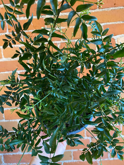 Plant Goals Plant Shop 6'' Pink Jasmine