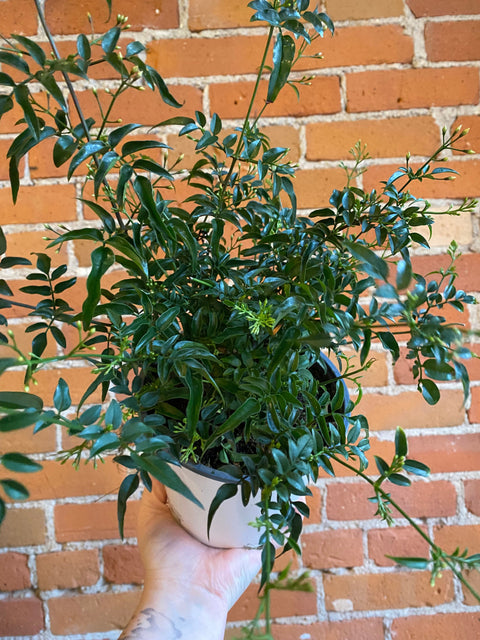 Plant Goals Plant Shop 6'' Pink Jasmine