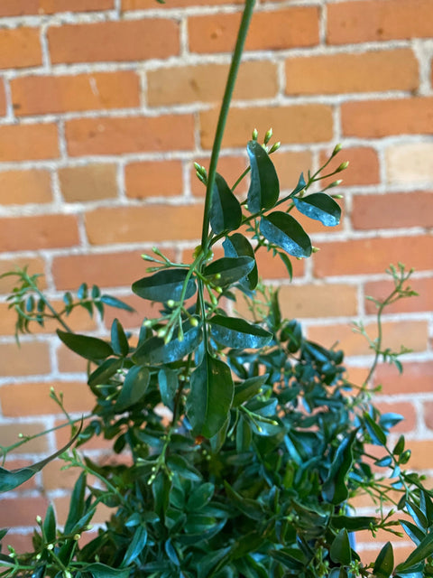 Plant Goals Plant Shop 6'' Pink Jasmine