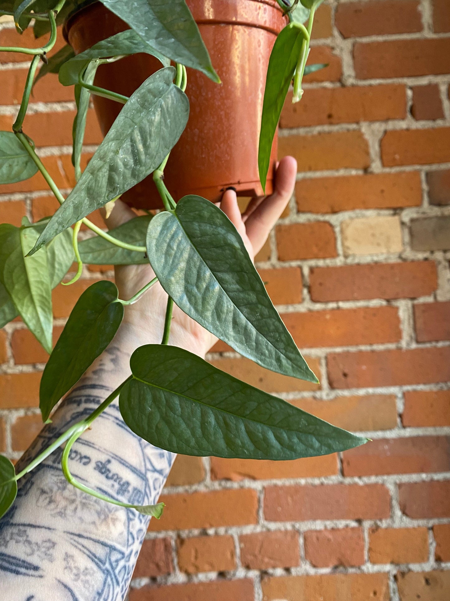 Plant Goals Plant Shop 6" Pothos Cebu Blue