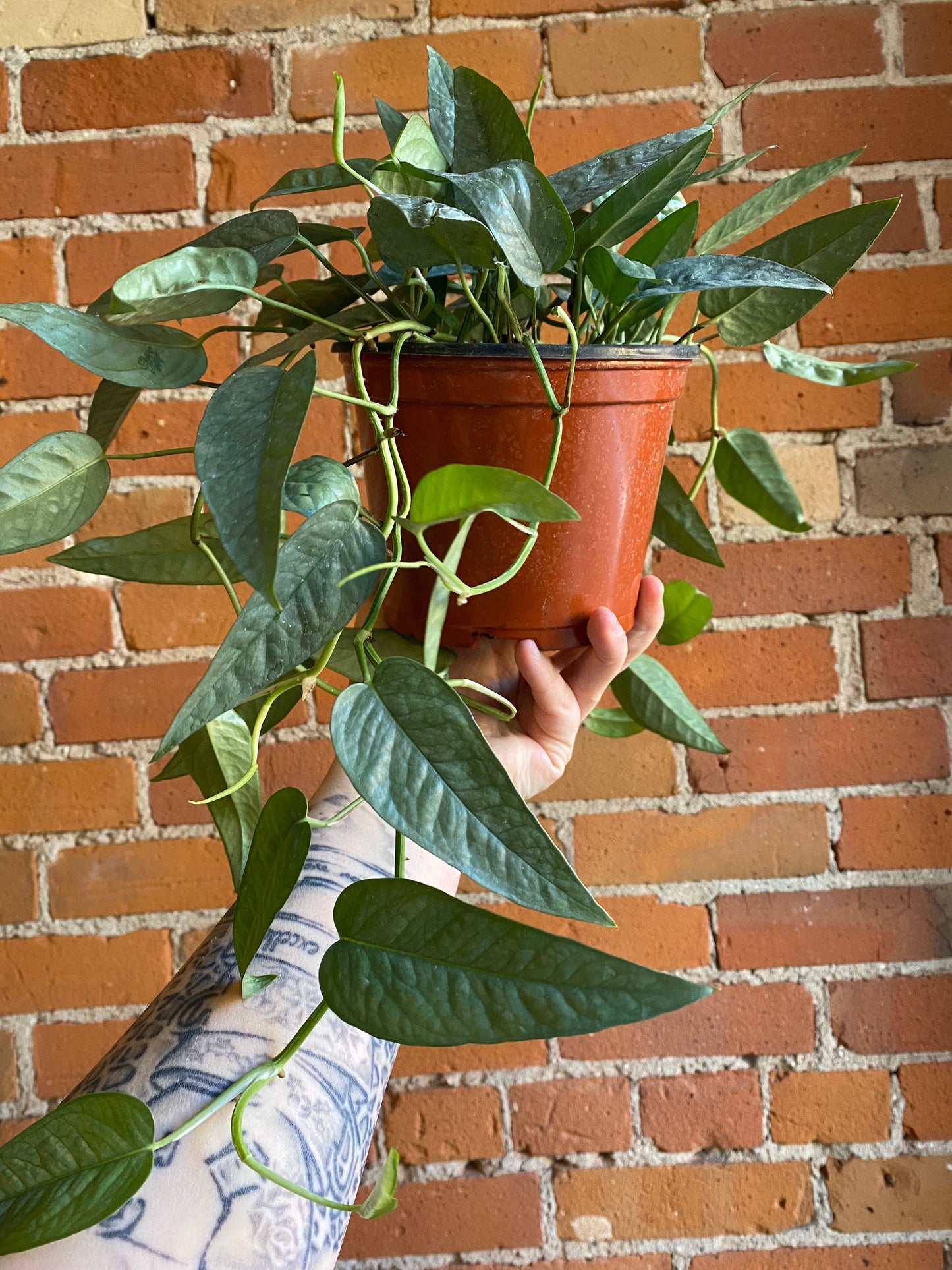 Plant Goals Plant Shop 6" Pothos Cebu Blue