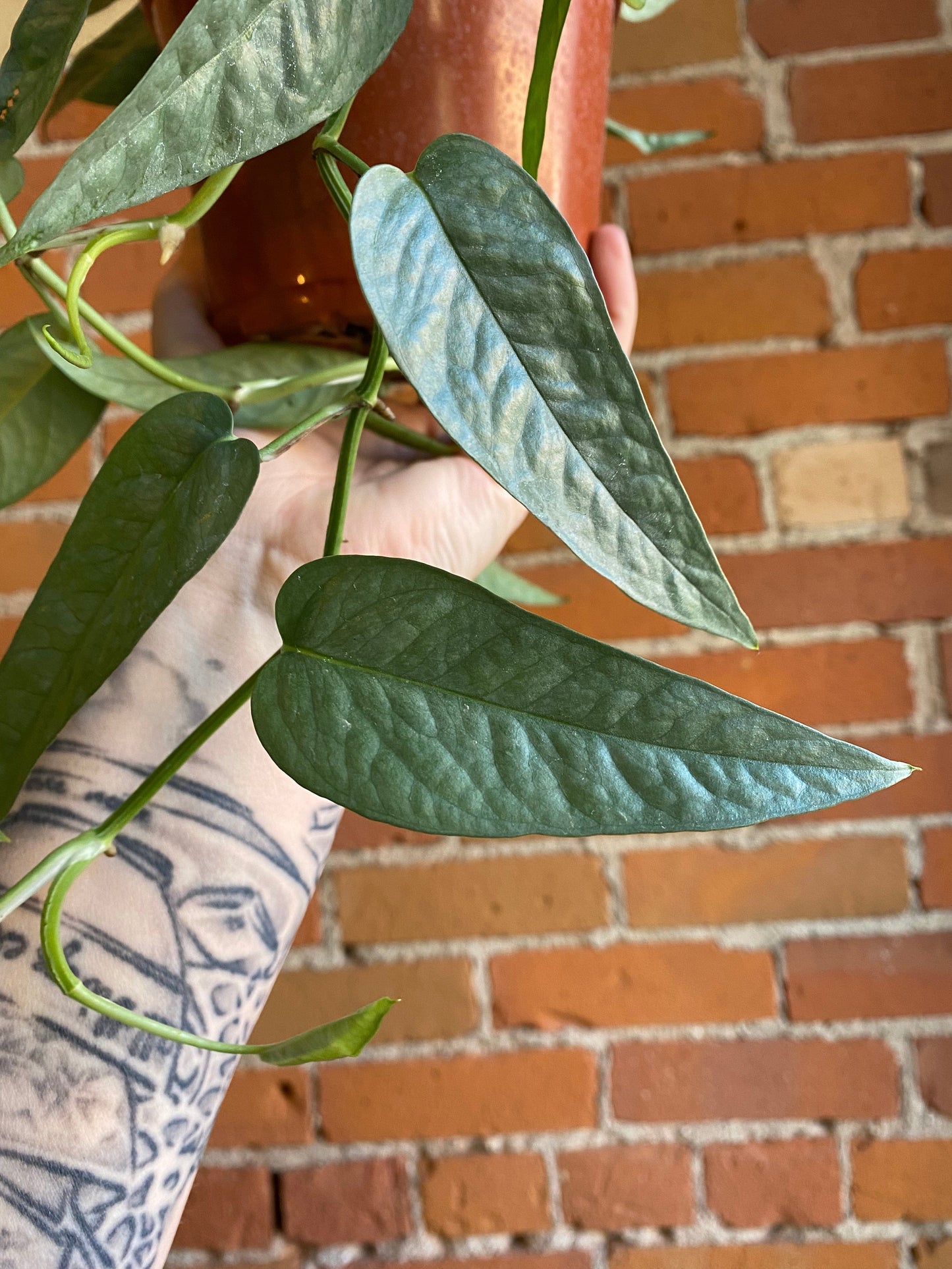 Plant Goals Plant Shop 6" Pothos Cebu Blue