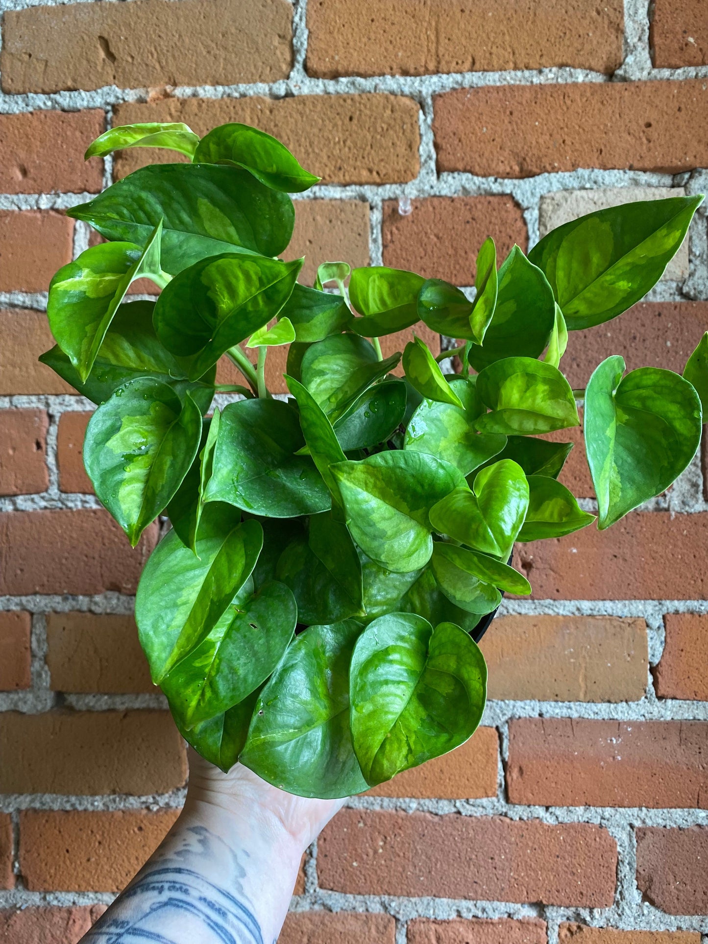 Plant Goals Plant Shop 6" Pothos Global Green
