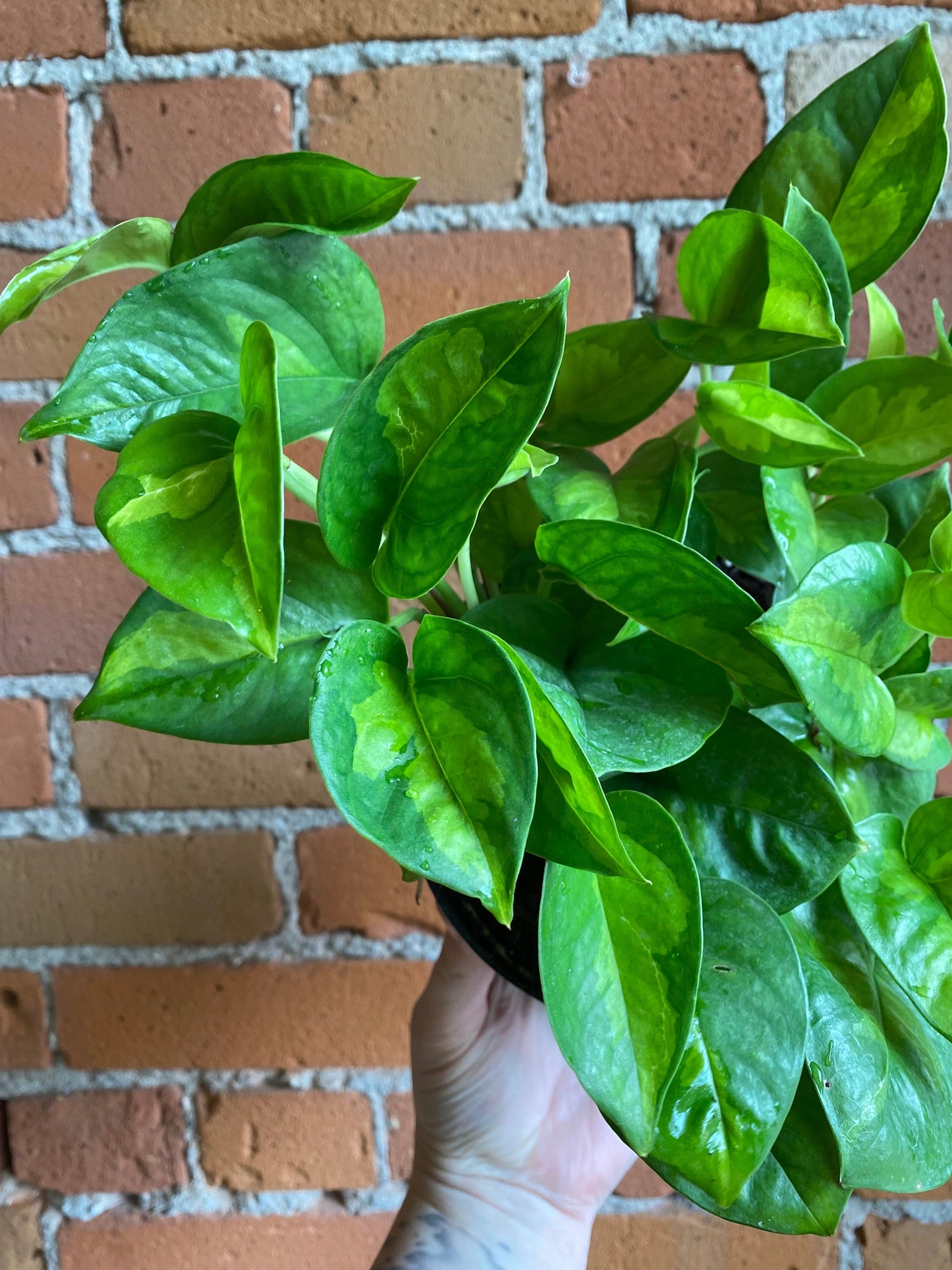 Plant Goals Plant Shop 6" Pothos Global Green