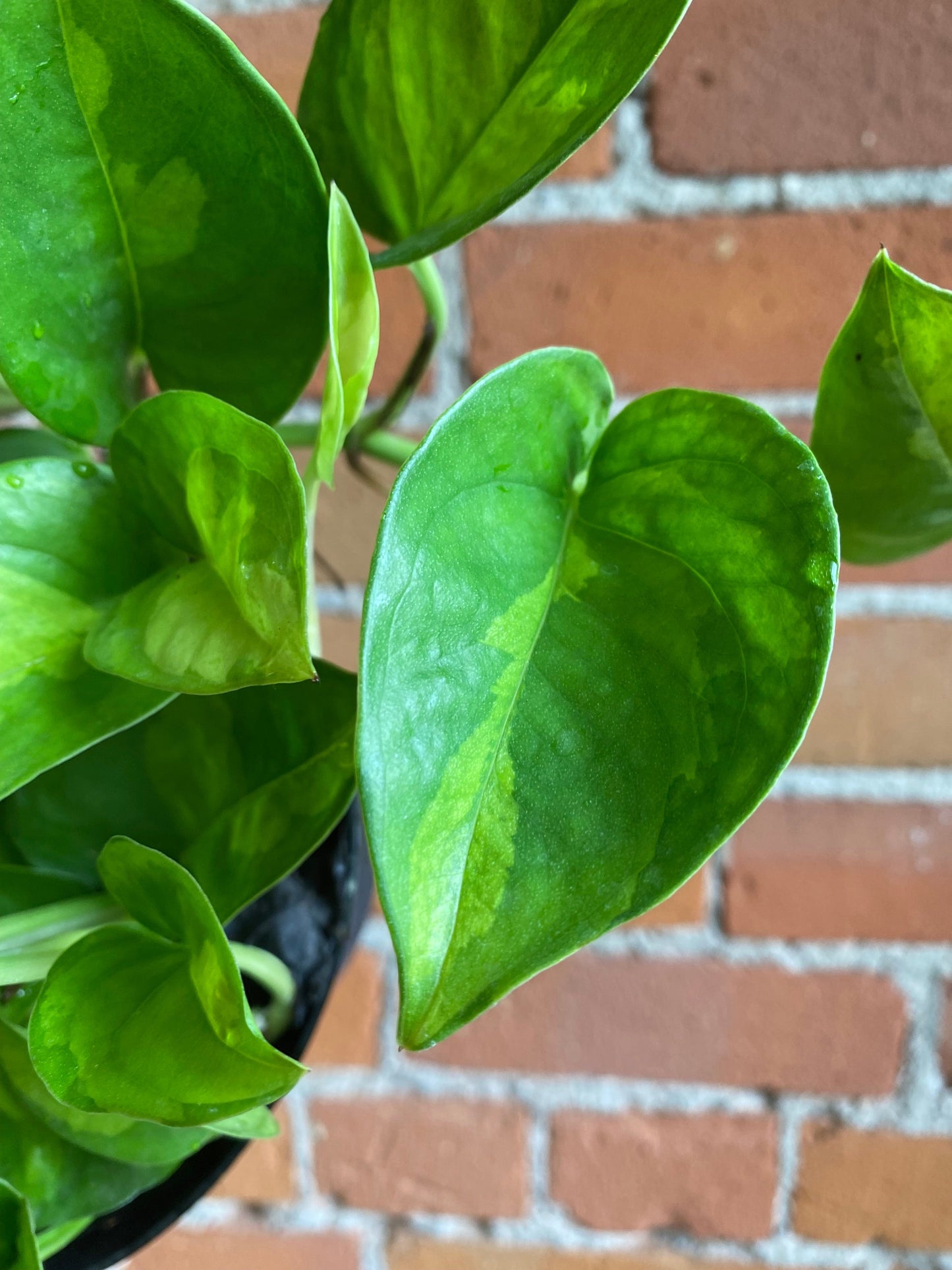 Plant Goals Plant Shop 6" Pothos Global Green