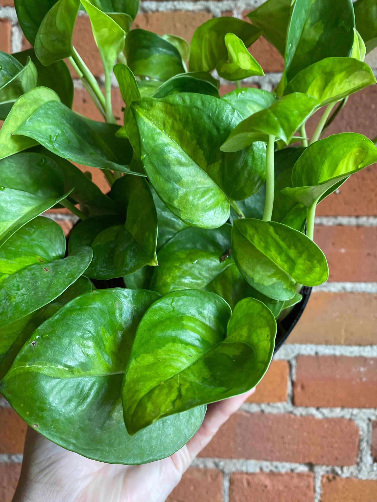 Plant Goals Plant Shop 6" Pothos Global Green