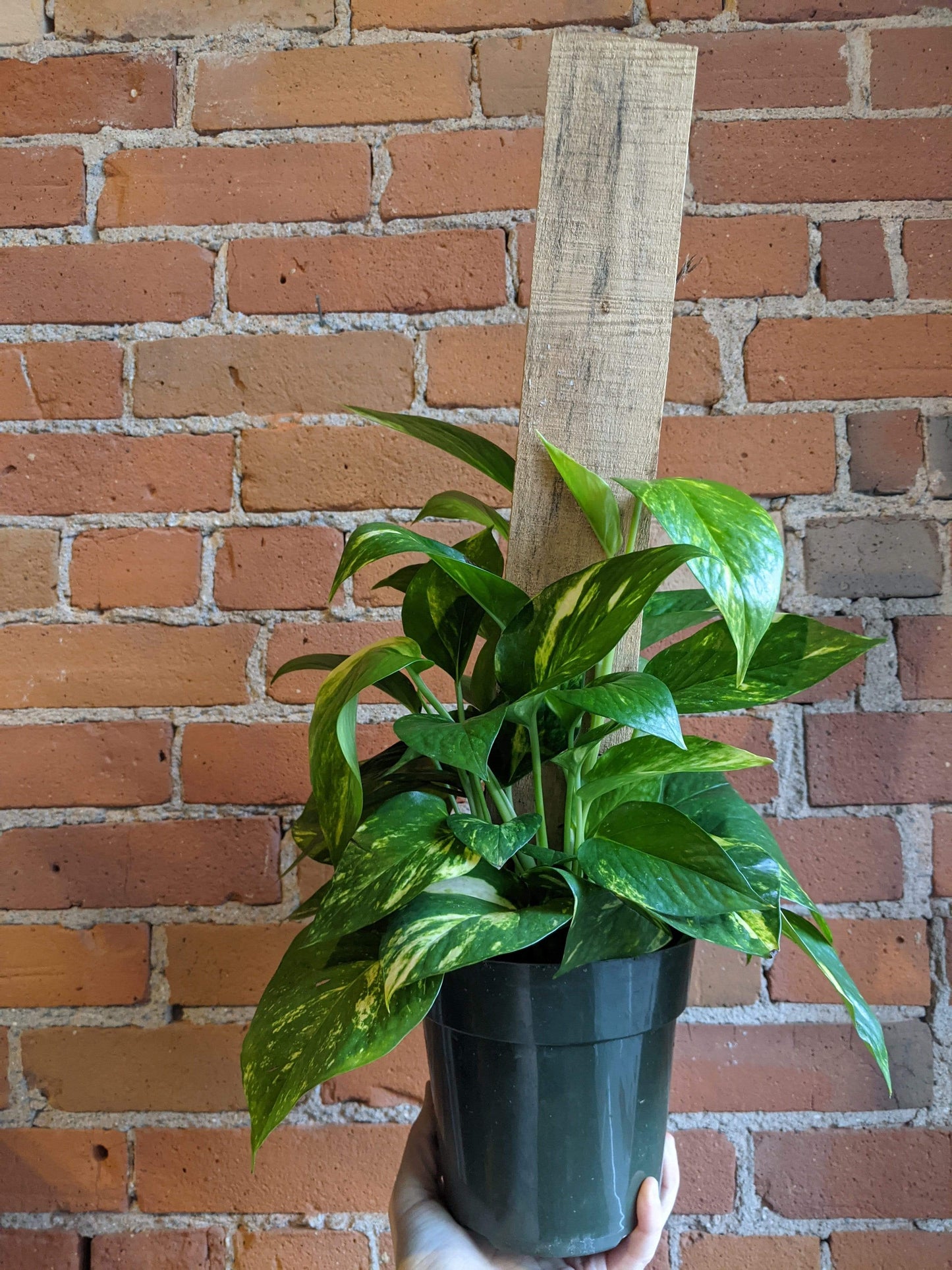Plant Goals Plant Shop 6" Pothos Golden Totem